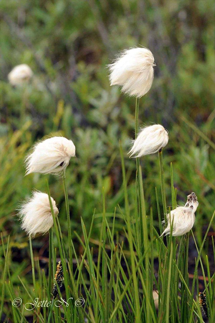 Billeder fra Norge 2011 - Flora på fjeldet: Kæruld (Nikon D300s med 17-55 mm f/2,8 objektiv) billede 98