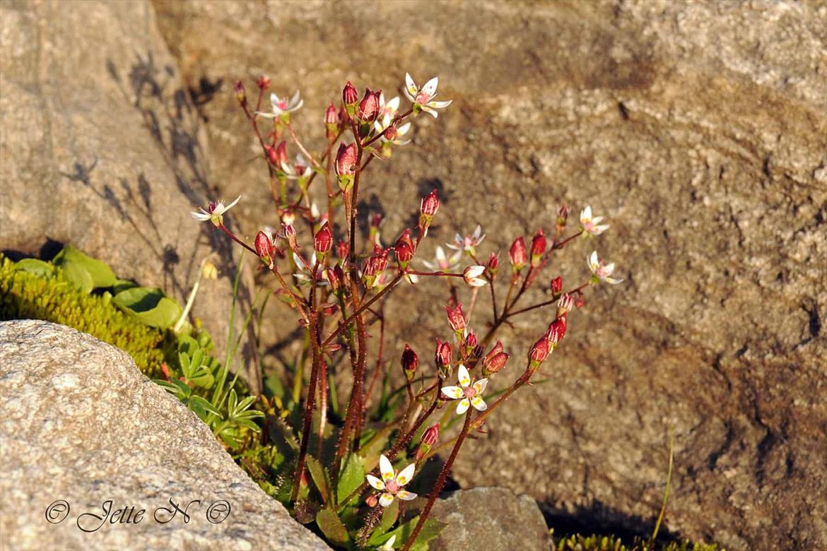 Billeder fra Norge 2011 - Flora på fjeldet: Stjerne-stenbræk (Nikon D300s med 17-55 mm f/2,8 objektiv) billede 99