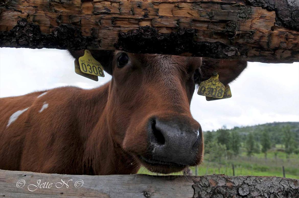 Billeder fra Norge 2011 - På besøg på Ulsåkstølen (støl = gård) (Nikon D300s med 17-55 mm f/2,8 objektiv) billede 102