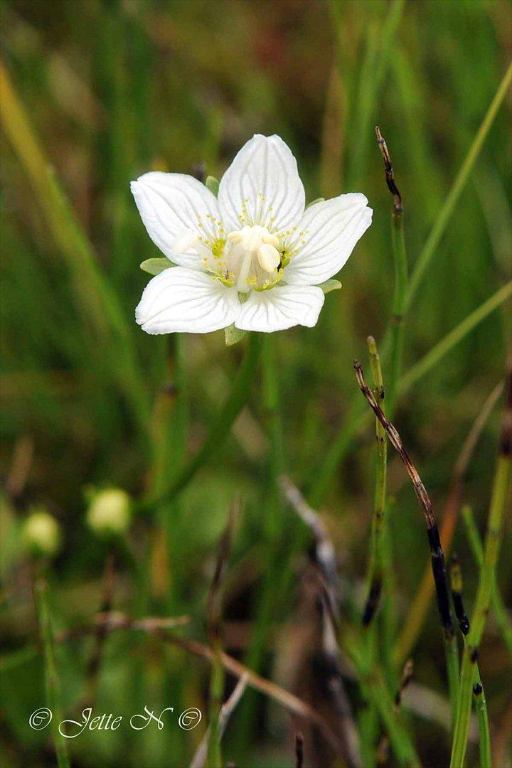 Billeder fra Norge 2011 - Flora på fjeldet: Leverurt (Nikon D300s med 17-55 mm f/2,8 objektiv) billede 109