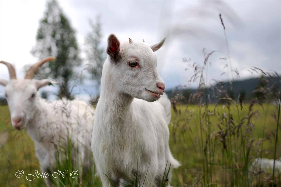 Billeder fra Norge 2011 - På besøg på Ulsåkstølen (støl = gård) (Nikon D300s med 17-55 mm f/2,8 objektiv) billede 104