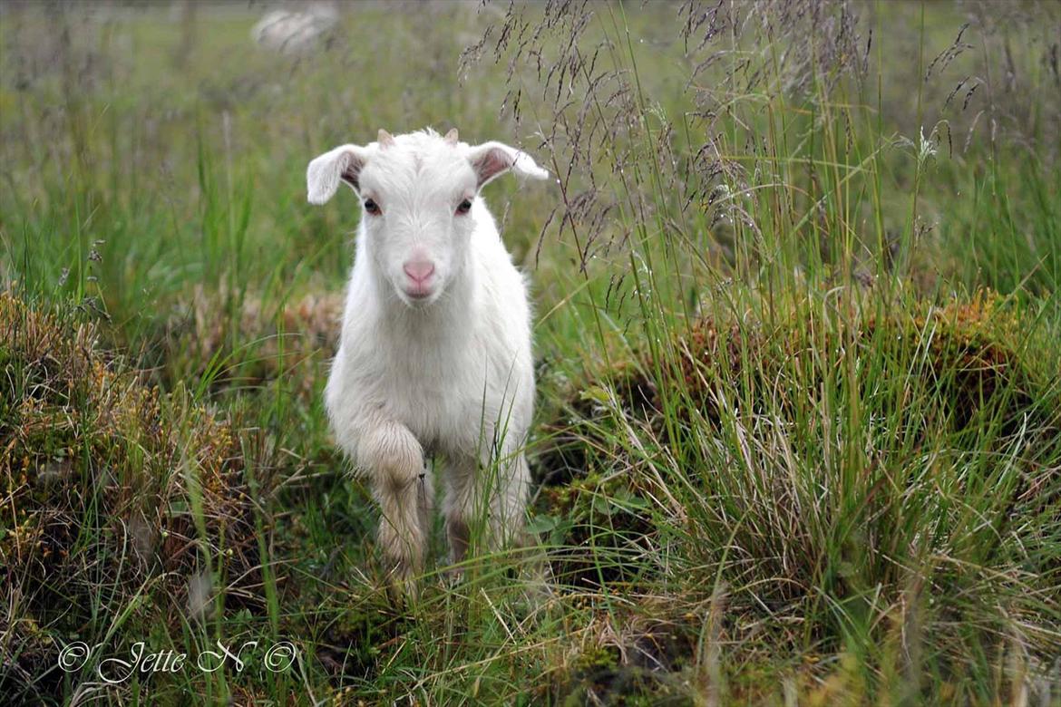 Billeder fra Norge 2011 - På besøg på Ulsåkstølen (støl = gård) (Nikon D300s med 17-55 mm f/2,8 objektiv) billede 105