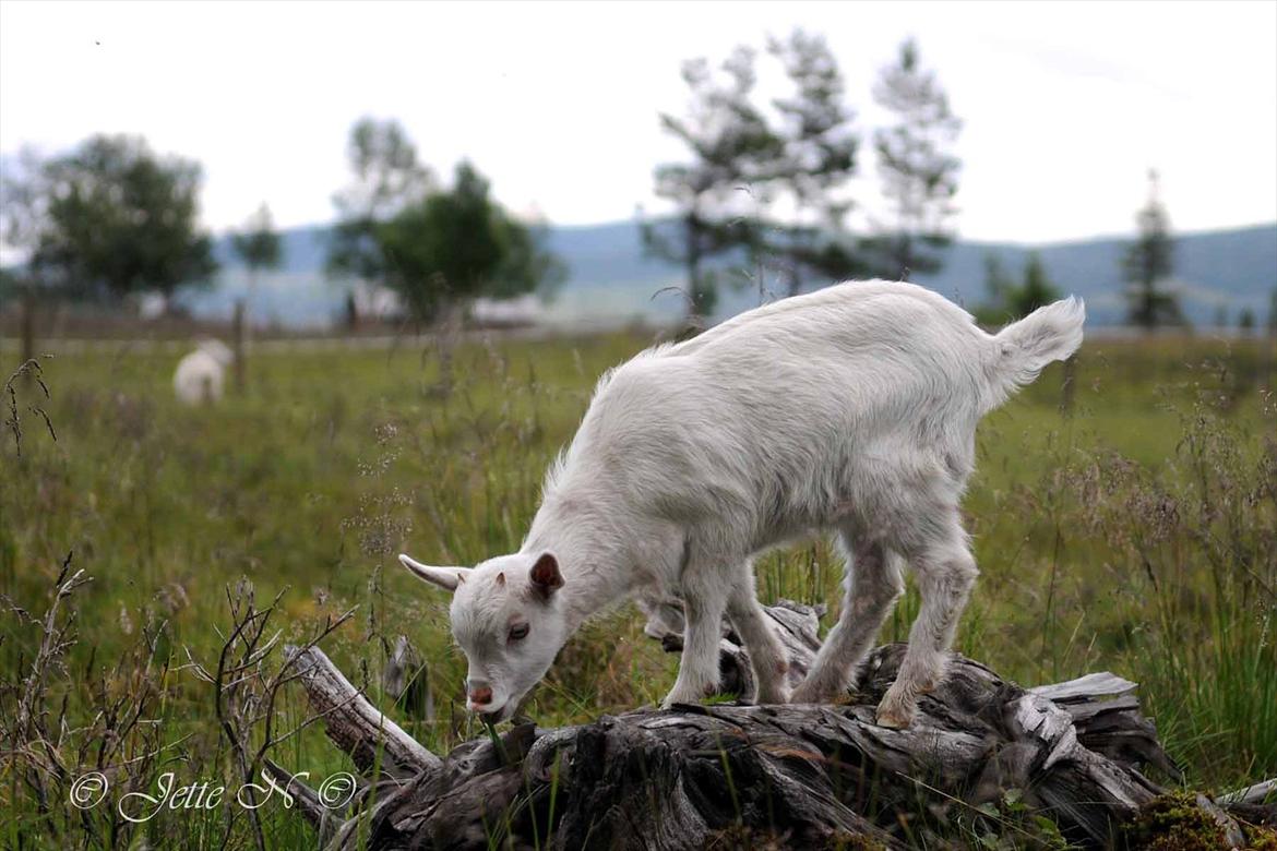 Billeder fra Norge 2011 - På besøg på Ulsåkstølen (støl = gård) (Nikon D300s med 17-55 mm f/2,8 objektiv) billede 106