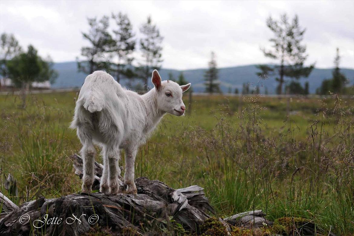 Billeder fra Norge 2011 - På besøg på Ulsåkstølen (støl = gård) (Nikon D300s med 17-55 mm f/2,8 objektiv) billede 107