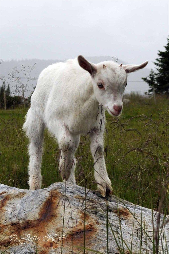 Billeder fra Norge 2011 - På besøg på Ulsåkstølen (støl = gård) (Nikon D300s med 17-55 mm f/2,8 objektiv) billede 108