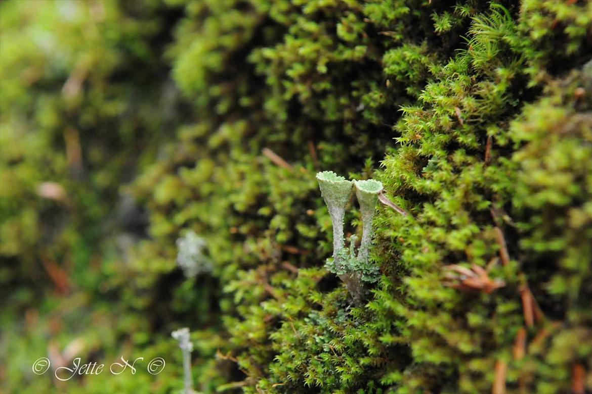 Billeder fra Norge 2011 - Bittesmå svampe (Nikon D300s med 17-55 mm f/2,8 objektiv) billede 116