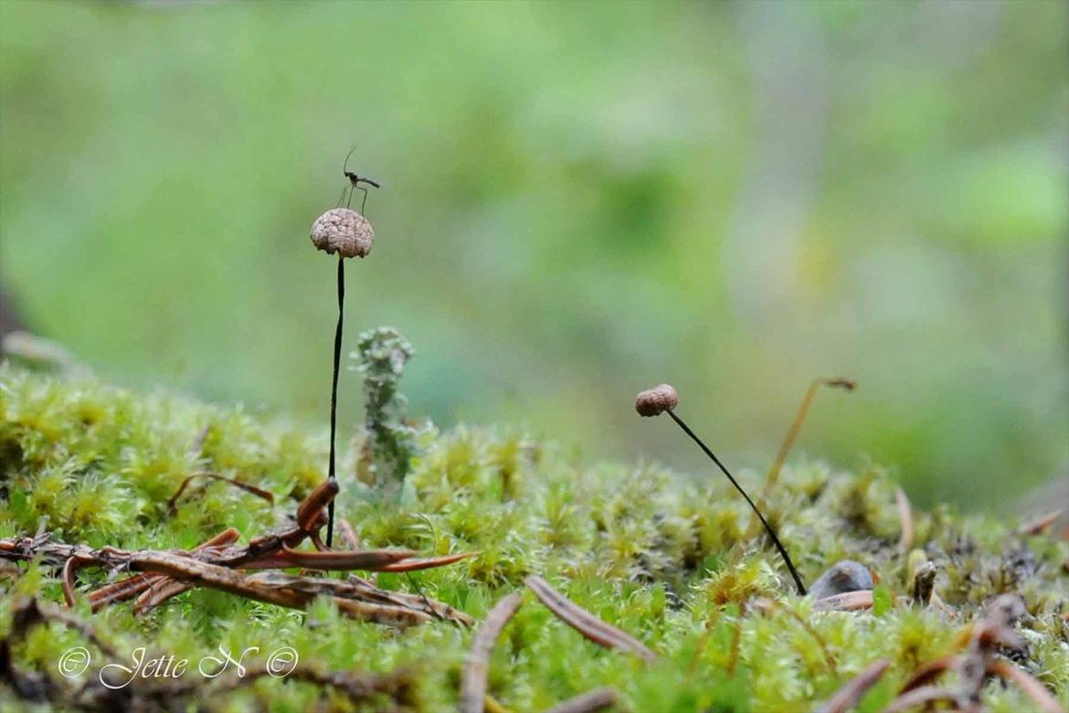 Billeder fra Norge 2011 - Bittesmå svampe (læg mærke til grannålene!) (Nikon D300s med 17-55 mm f/2,8 objektiv) billede 117