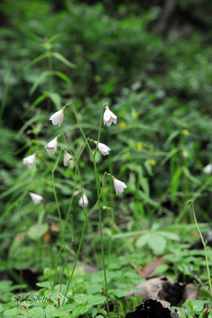 Billeder fra Norge 2011 - "Linnæa" blomster - De er bittesmå! (Nikon D300s med 17-55 mm f/2,8 objektiv) billede 118