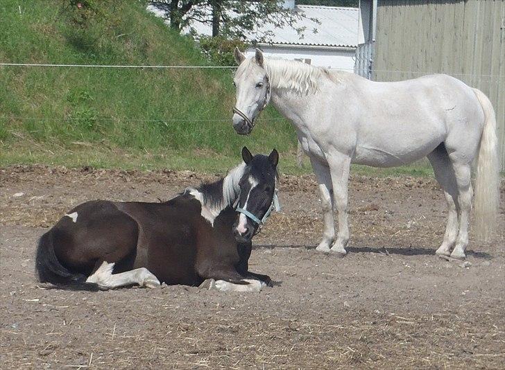 SKRK. Hyggelige tider med Skive Rideklub.  - Rytterlejr 2011 SKRK  billede 55