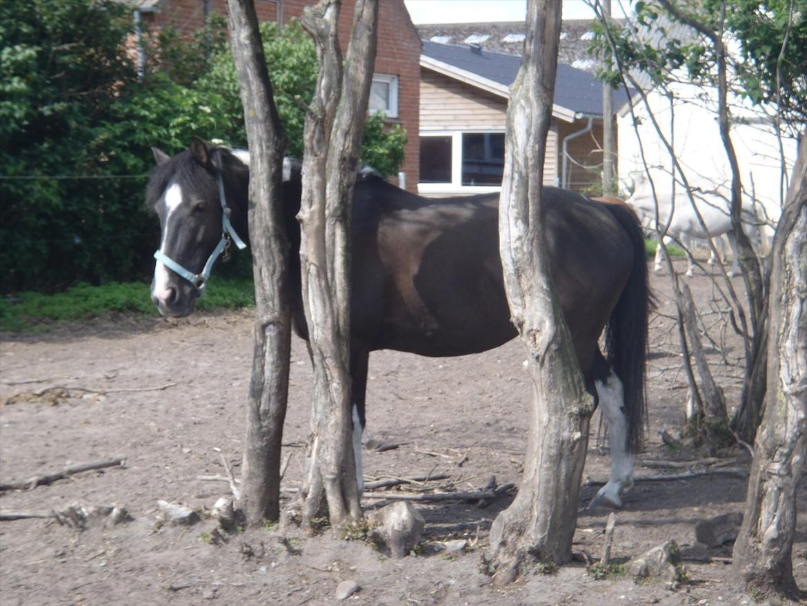 SKRK. Hyggelige tider med Skive Rideklub.  - Rytterlejr 2011 SKRK
 billede 67