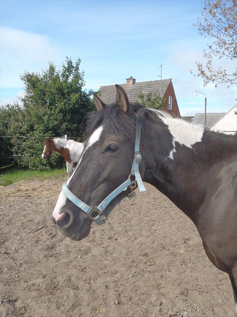 SKRK. Hyggelige tider med Skive Rideklub.  - Rytterlejr 2011 SKRK
 billede 69