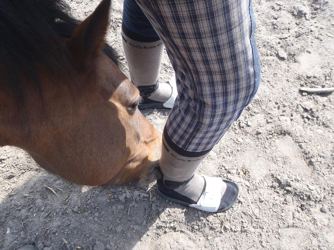 SKRK. Hyggelige tider med Skive Rideklub.  - Rytterlejr 2011 SKRK
Winnie bider mig i strømpen :P billede 70