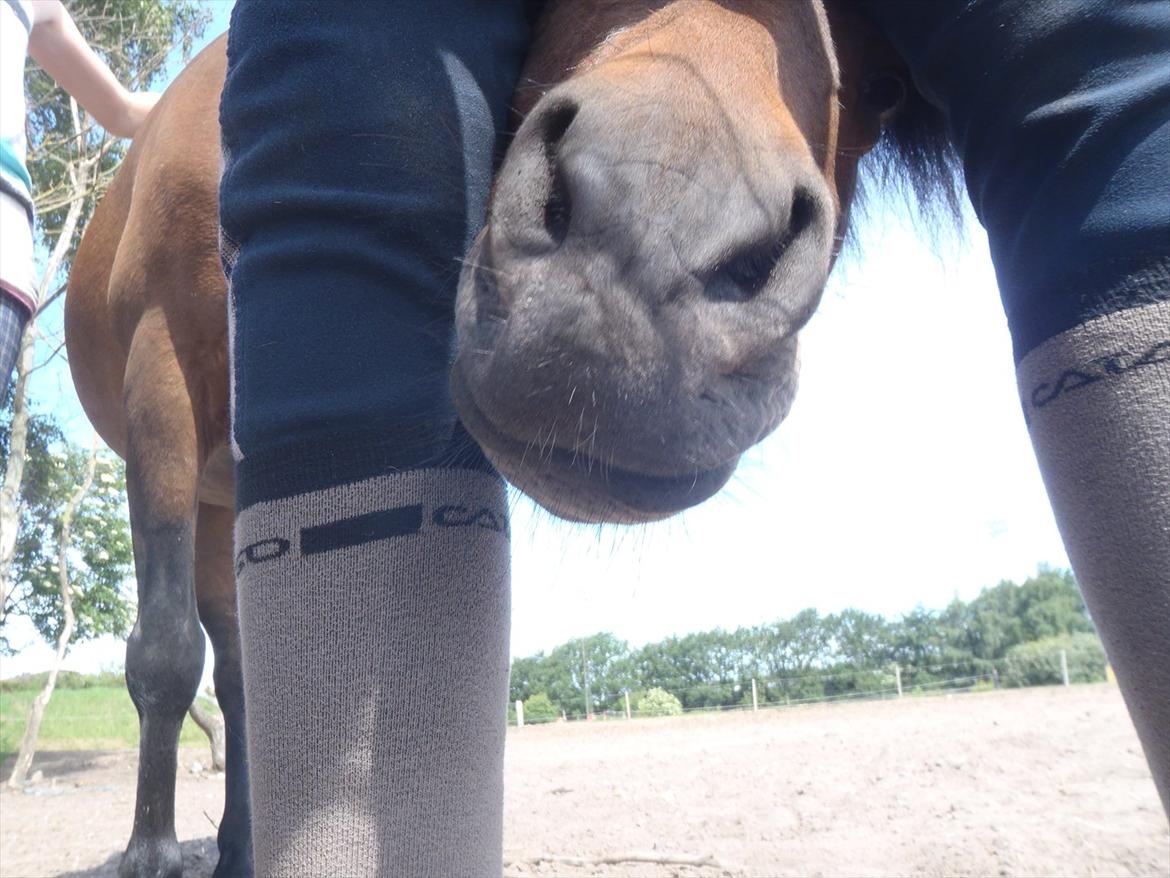 SKRK. Hyggelige tider med Skive Rideklub.  - Rytterlejr 2011 SKRK
 billede 71