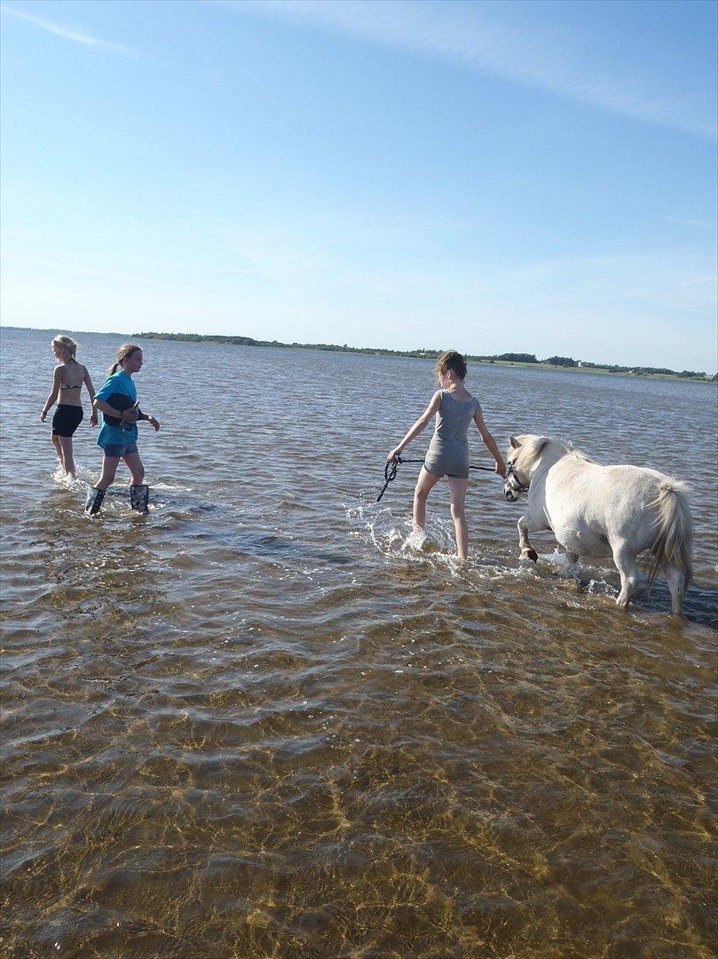 SKRK. Hyggelige tider med Skive Rideklub.  billede 93