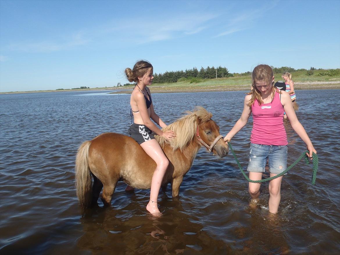 SKRK. Hyggelige tider med Skive Rideklub.  billede 96