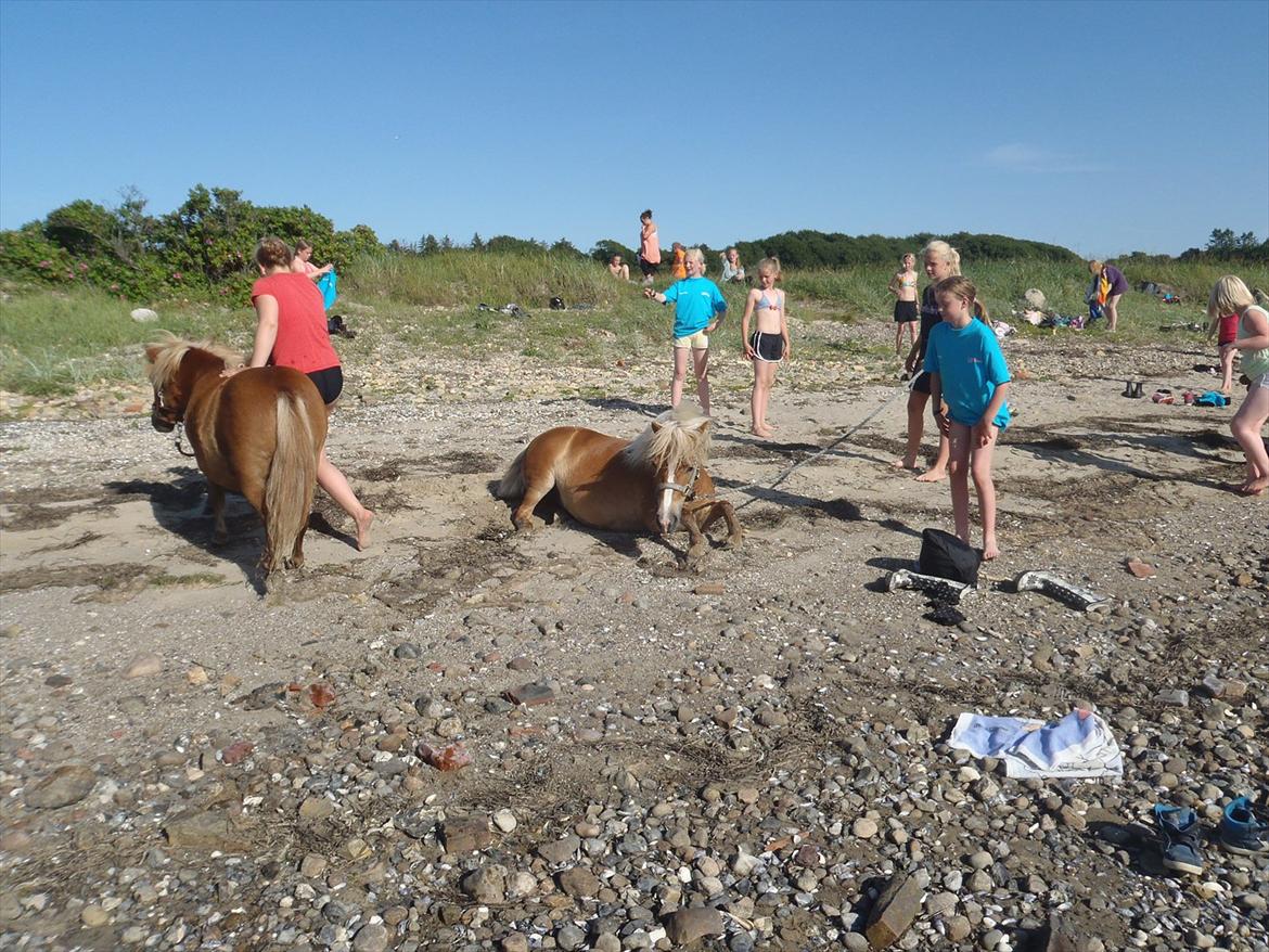 SKRK. Hyggelige tider med Skive Rideklub.  billede 99