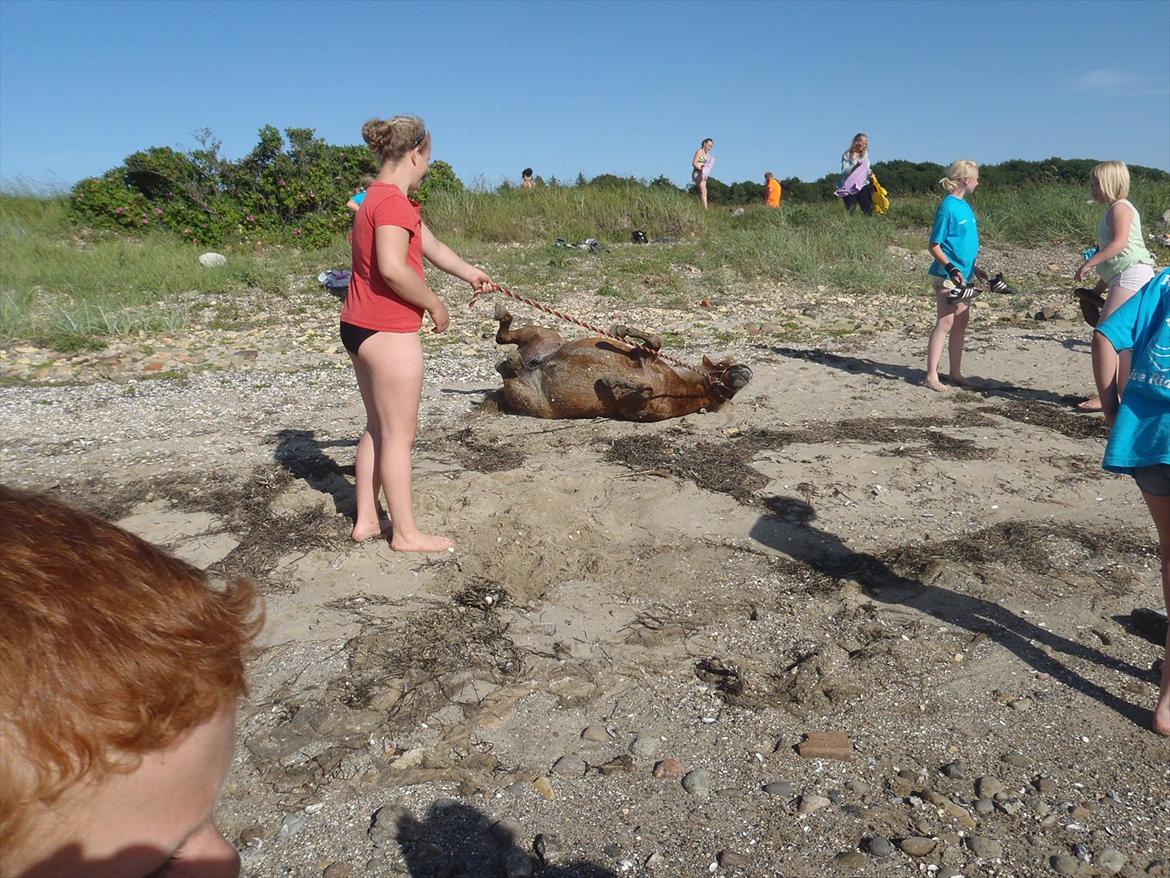 SKRK. Hyggelige tider med Skive Rideklub.  billede 101