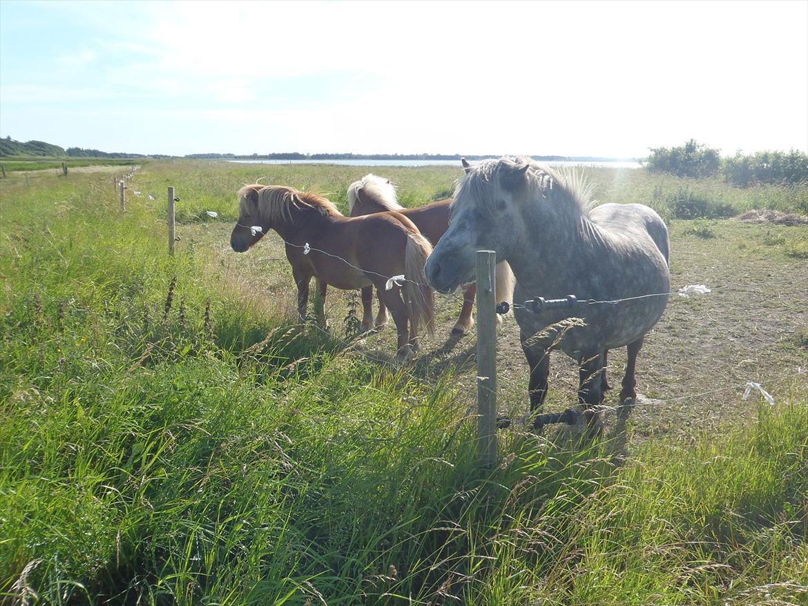 SKRK. Hyggelige tider med Skive Rideklub.  billede 103