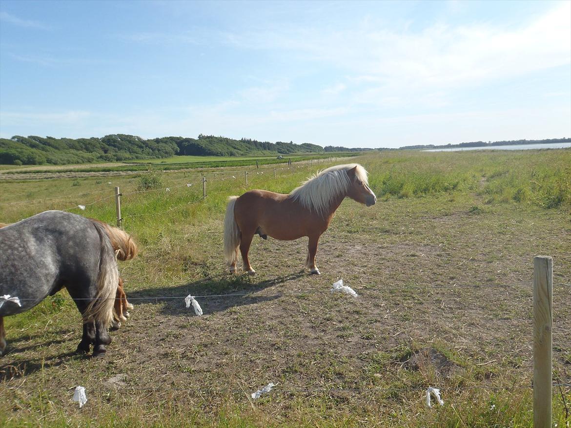 SKRK. Hyggelige tider med Skive Rideklub.  billede 104