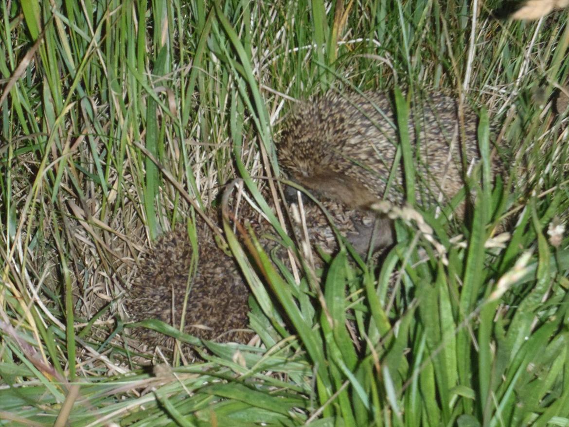 SKRK. Hyggelige tider med Skive Rideklub.  - To pindsvin som hyggede sig lidt for meget.. :) billede 108