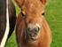 Den lille Mini - hest