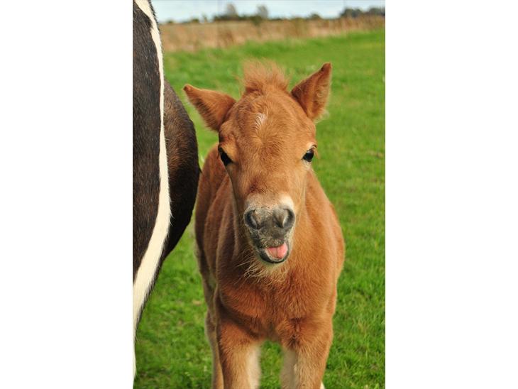 {{currentPhoto.altText}} billede {{currentPhoto.number}}