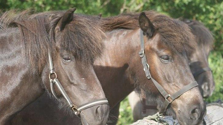 Tur ridning langs stranden i Skagen. billede 1
