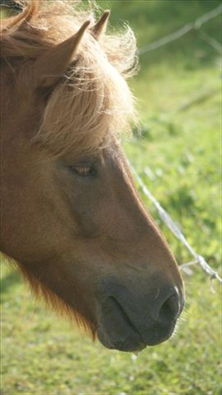 Tur ridning langs stranden i Skagen. billede 2