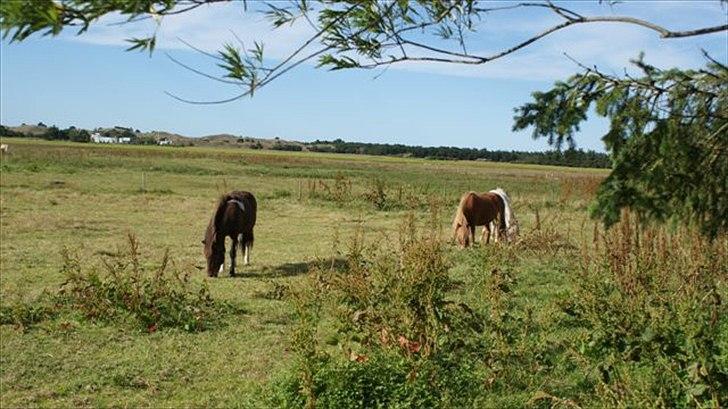 Tur ridning langs stranden i Skagen. billede 4