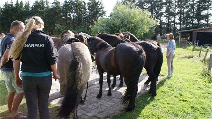 Tur ridning langs stranden i Skagen. billede 5