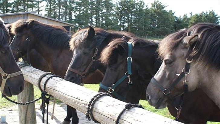 Tur ridning langs stranden i Skagen. billede 6
