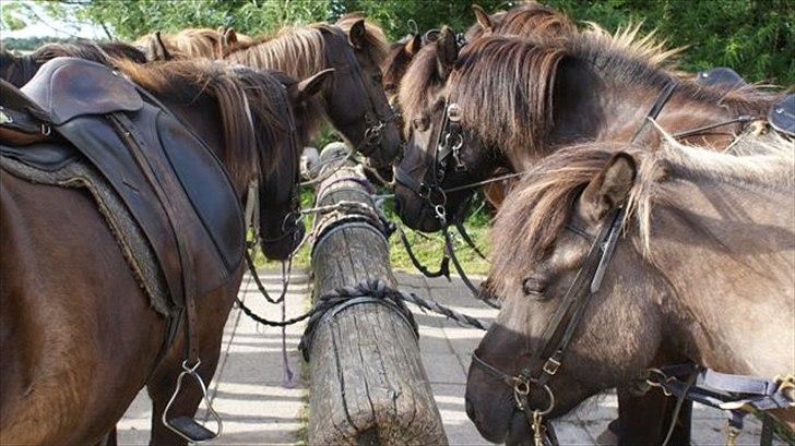 Tur ridning langs stranden i Skagen. billede 10