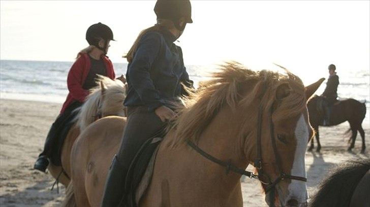 Tur ridning langs stranden i Skagen. billede 33