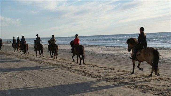 Tur ridning langs stranden i Skagen. billede 53