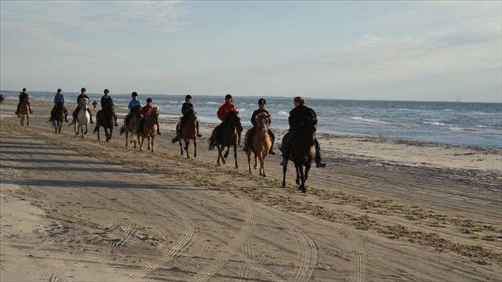 Tur ridning langs stranden i Skagen. billede 55