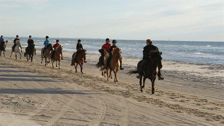 Tur ridning langs stranden i Skagen. billede 56