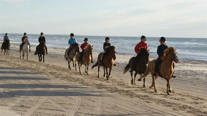 Tur ridning langs stranden i Skagen. billede 57