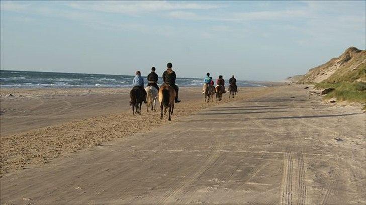 Tur ridning langs stranden i Skagen. billede 60