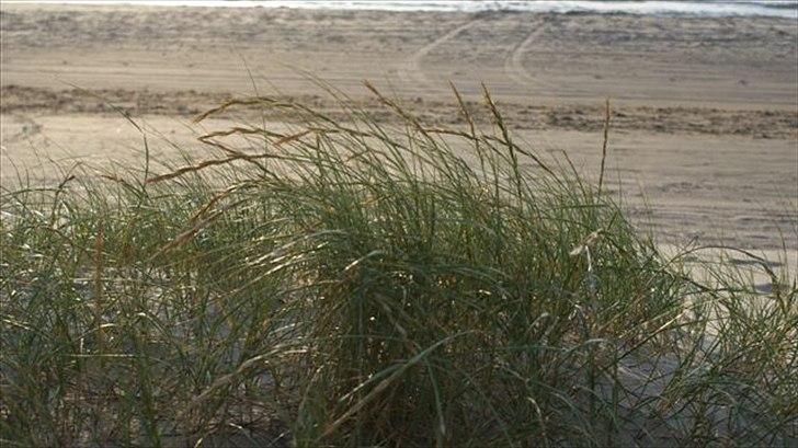 Tur ridning langs stranden i Skagen. billede 61