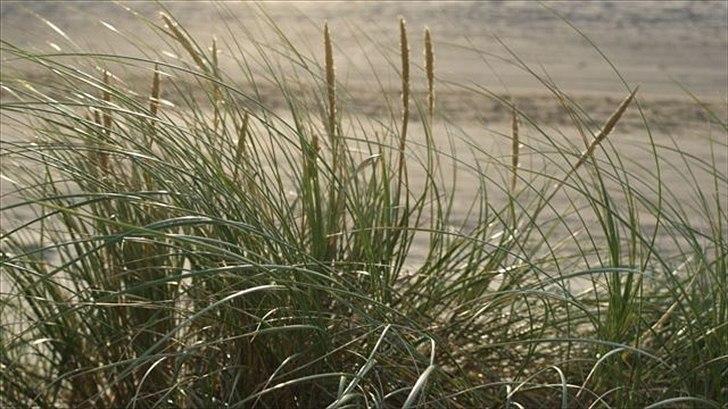 Tur ridning langs stranden i Skagen. billede 62