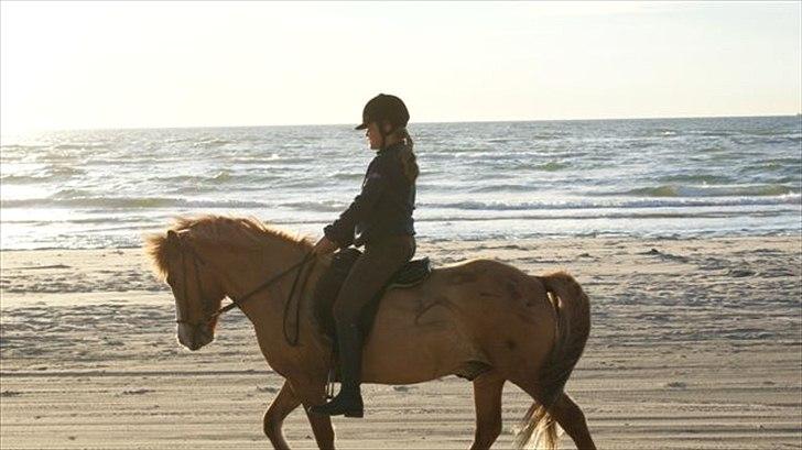 Tur ridning langs stranden i Skagen. billede 76