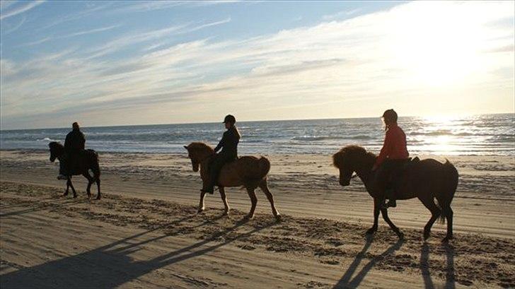 Tur ridning langs stranden i Skagen. billede 78