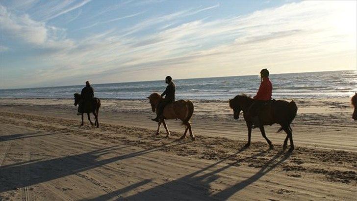 Tur ridning langs stranden i Skagen. billede 79