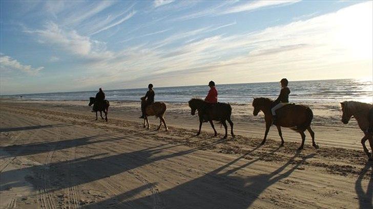 Tur ridning langs stranden i Skagen. billede 80