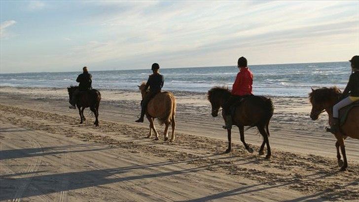 Tur ridning langs stranden i Skagen. billede 81