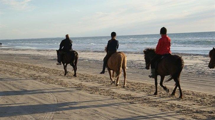 Tur ridning langs stranden i Skagen. billede 82