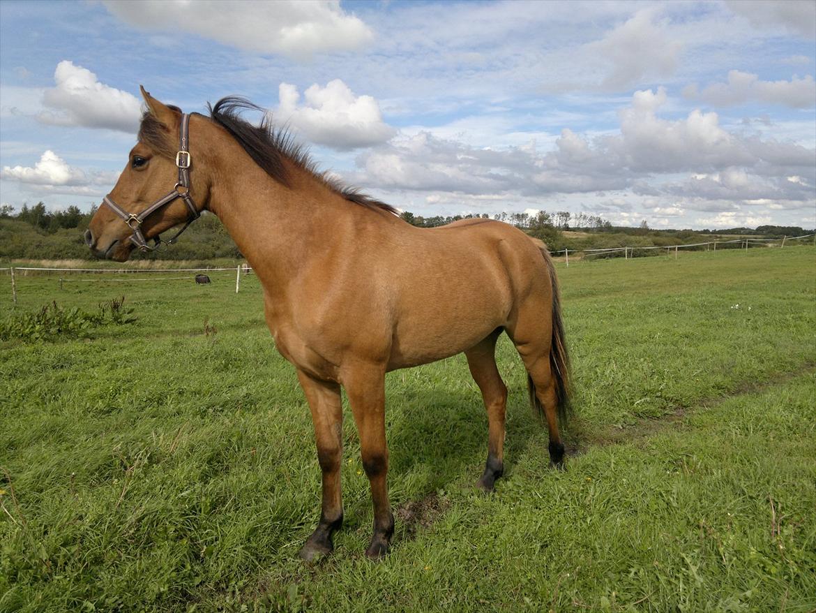 Adeilo på Hodsager Happy Horse billede 1
