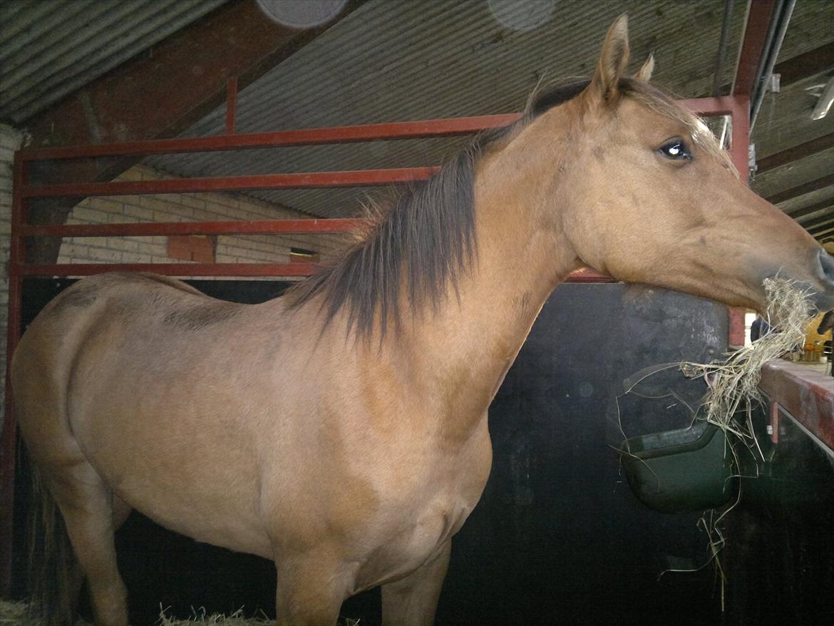 Adeilo på Hodsager Happy Horse billede 2