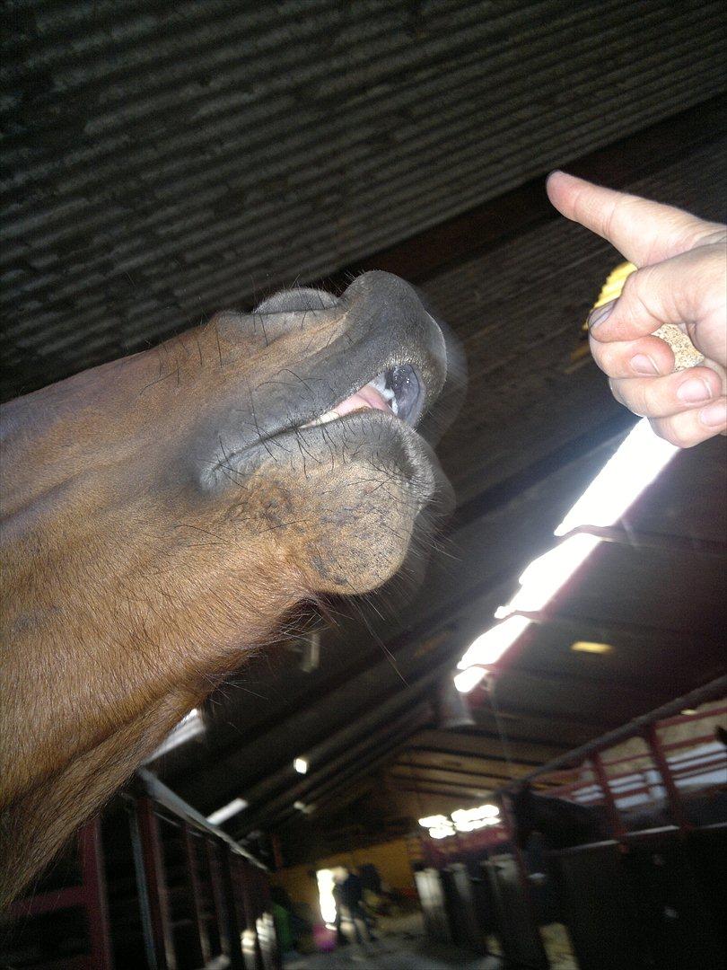 Adeilo på Hodsager Happy Horse - Smiiile :) billede 3