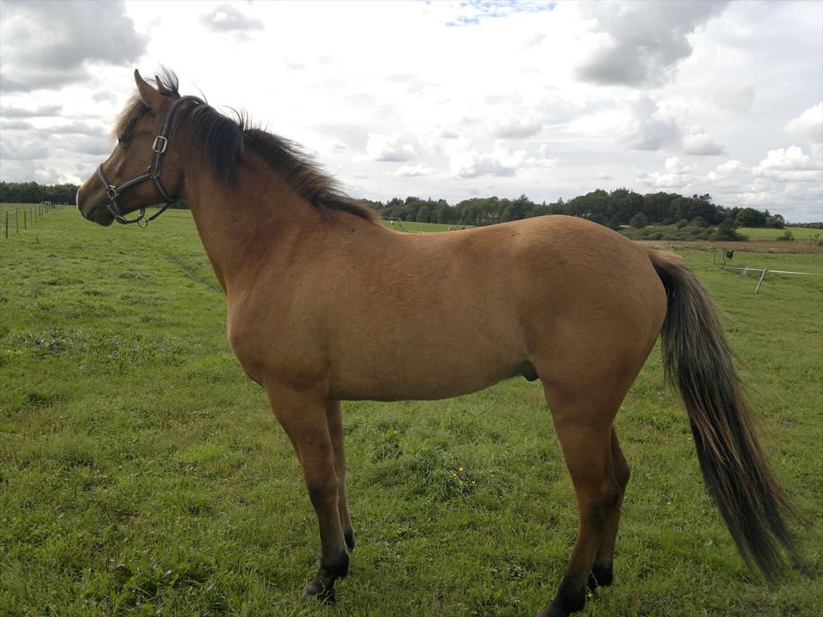 Adeilo på Hodsager Happy Horse - Står lige og kigger efter de andre heste sammen med mor billede 4